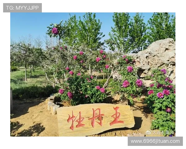 全面解析“牡丹国际”平台的优势与发展前景